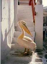 Mykonos, Greek islands,Greece, islands, Greek island guide, GREECE, greece, Mykonos, Santorini,Ios, Rhodes, Crete,